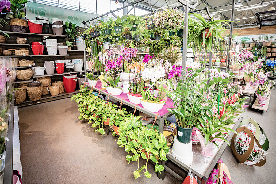 Plantes d interieur Découvrez vos jardinerie Jaïa à Bezier et Balaruc